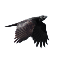 Raven Flying Free Download
