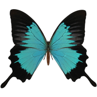 Black And Cyan Butterfly