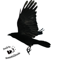Raven Flying Transparent Image