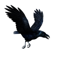 Raven Flying Hd