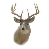 Deer Head Hd