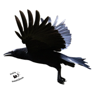 Raven Flying Clipart