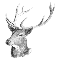 Deer Head Free Download