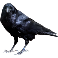 Raven Bird Transparent Background