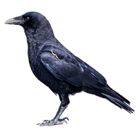 Raven Bird Photos