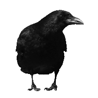 Black Crow Png Image