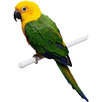 Green-Yellow Parrot Png Images Download