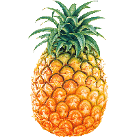 Pineapple Fruit Png Image