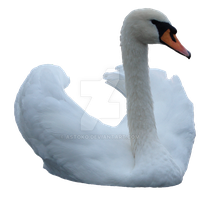 Swan Image