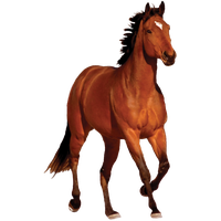 Horse Transparent Image