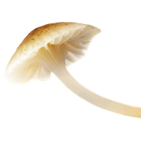 Mushroom Image