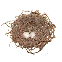 Nest Photos