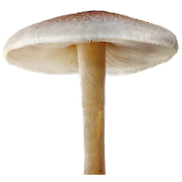 Mushroom File