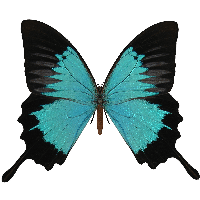 Butterfly Png Image