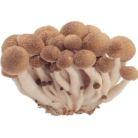 Mushrooms Png Image