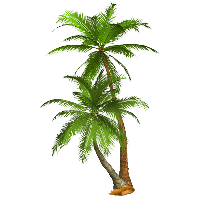 Tropical Palm Tree Png