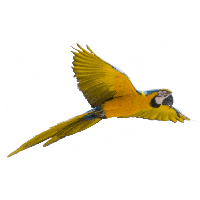Yellow Flying Parrot Png Images Download