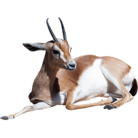 Gazelle File