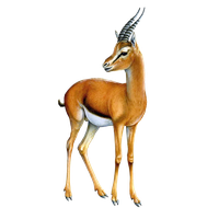Gazelle Transparent Image