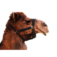 Camel Transparent Background