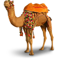 Camel Transparent