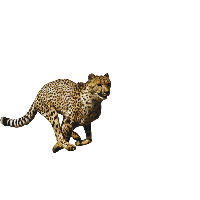 Cheetah File