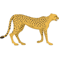 Cheetah Photos