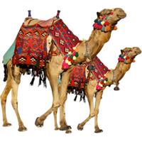 Camel Transparent Image