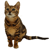 Kitten Png Image Download Picture 