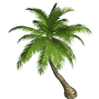 Palm Tree Png