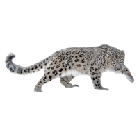 Leopard Hd