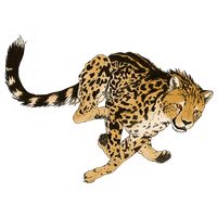 Cheetah Transparent Picture