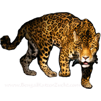 Leopard Transparent Image