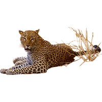 Leopard Transparent