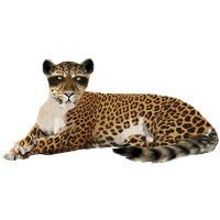 Leopard Image