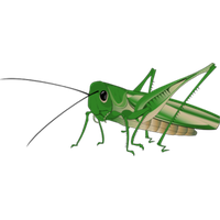 Grasshopper Transparent Background