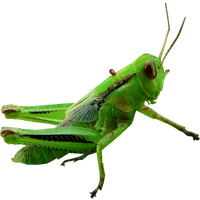 Grasshopper Transparent