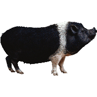 Black Pig Png Image