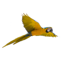 Flying Bird Transparent Background