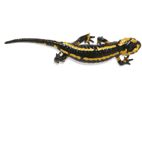 Salamander Photos
