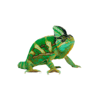Chameleon Transparent Picture