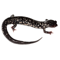 Salamander File