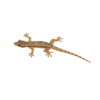 Lizard Transparent Image