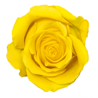 Yellow Rose Transparent