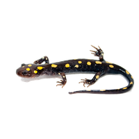 Salamander Image