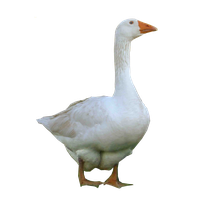 Goose Photo