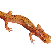Salamander Clipart