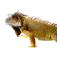Iguana Picture