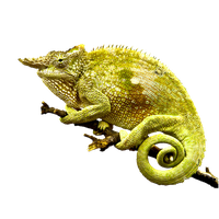 Chameleon Photo