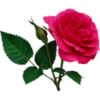 Pink Rose File